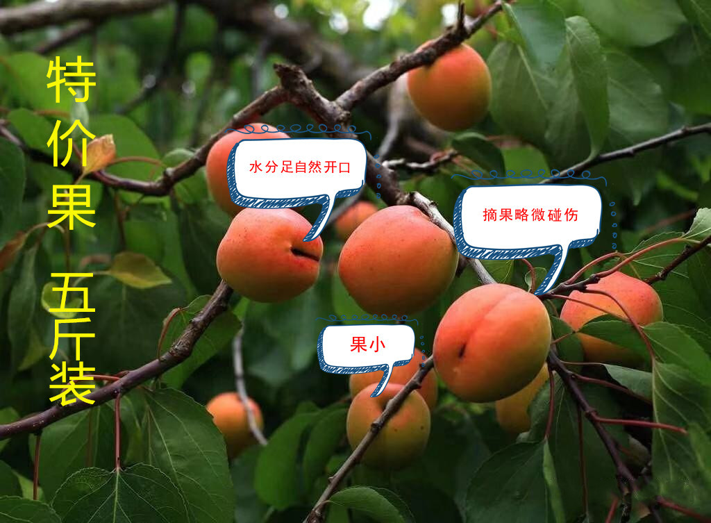 热卖中！特价果  大连庄河特产正宗歇马杏 省内5斤一箱顺丰省内包邮