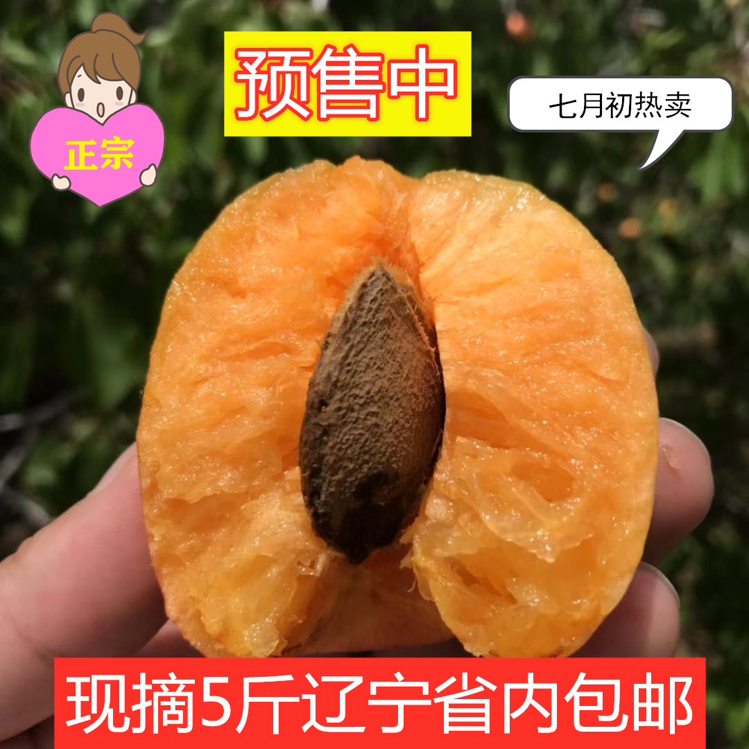 停售！大连庄河特产正宗歇马杏 5斤一箱顺丰省内包邮 《歇马村特产》