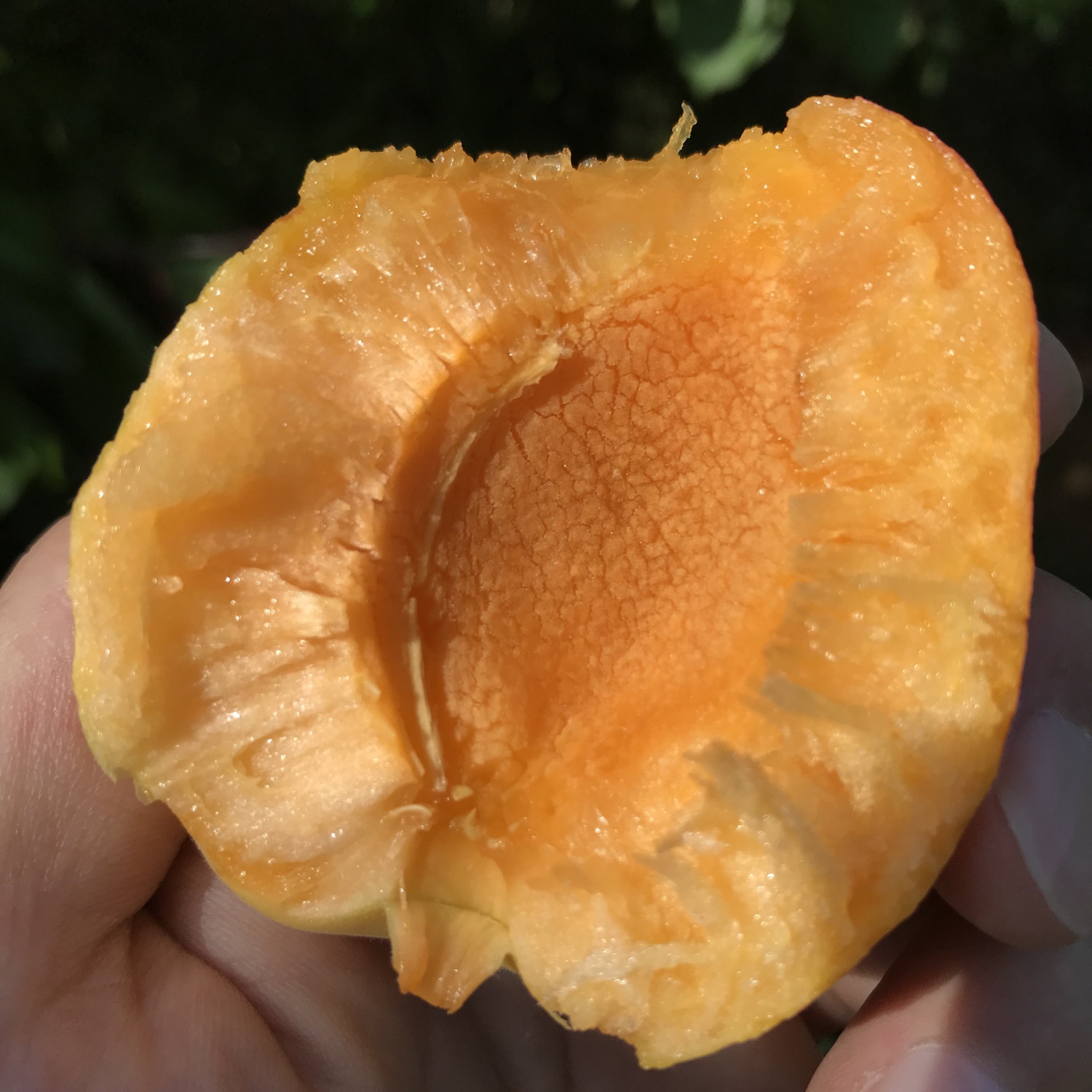 停售！大连庄河特产正宗歇马杏 5斤一箱顺丰省内包邮 《歇马村特产》